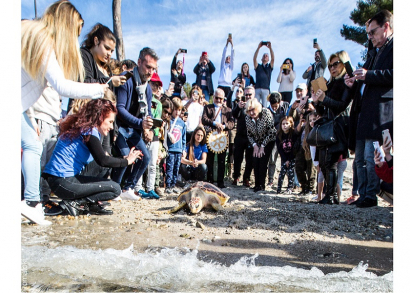 Image UNE TORTUE RETROUVE LA MER