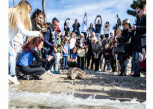 Image UNE TORTUE RETROUVE LA MER