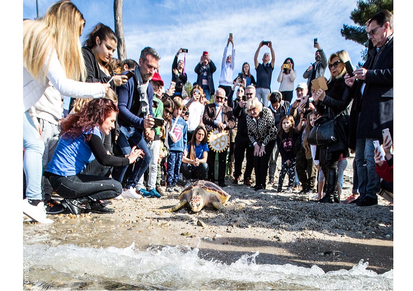 Image UNE TORTUE RETROUVE LA MER