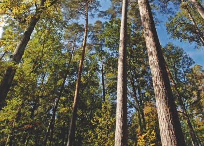 Image La forêt française