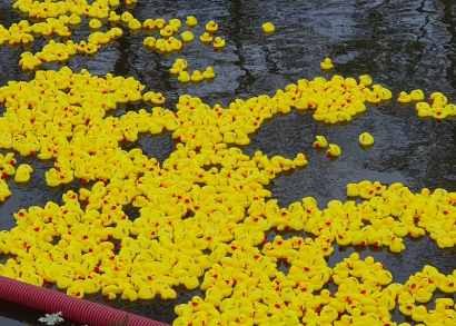 Image DES CANARDS NAGENT CONTRE LE CANCER