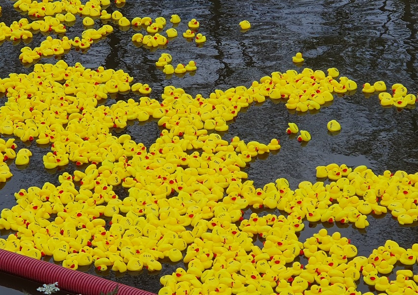 Image DES CANARDS NAGENT CONTRE LE CANCER