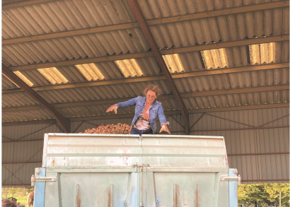 Image DES POMMES DE TERRE RÉCOLTÉES ET OFFERTES