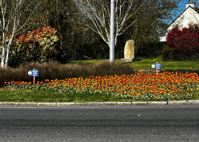 Image DES TULIPES CONTRE LA POLIO
