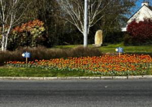 Image DES TULIPES CONTRE LA POLIO