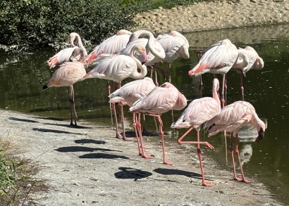 Image À LA DÉCOUVERTE DE L’AUTRE AU PARC DES OISEAUX