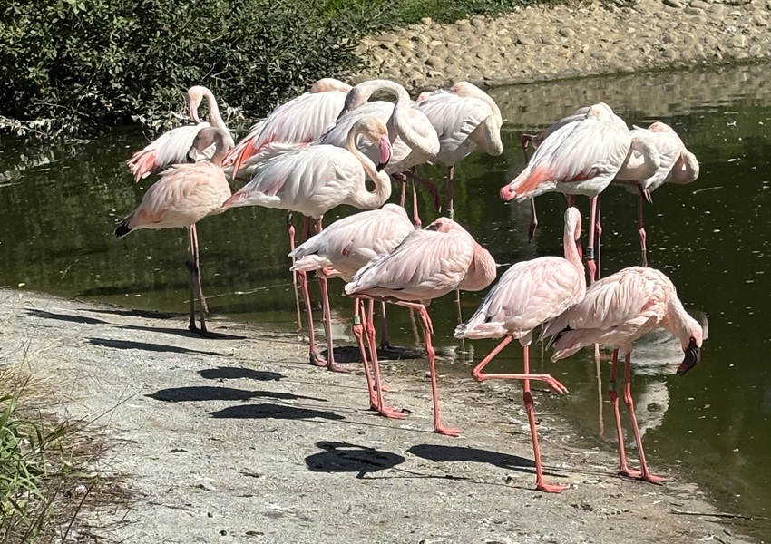 Image À LA DÉCOUVERTE DE L’AUTRE AU PARC DES OISEAUX