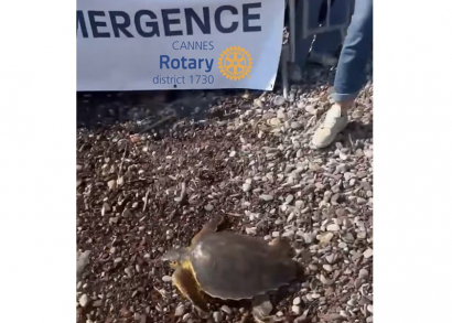 Image UNE TORTUE RETROUVE LA MER