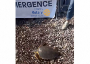 Image UNE TORTUE RETROUVE LA MER