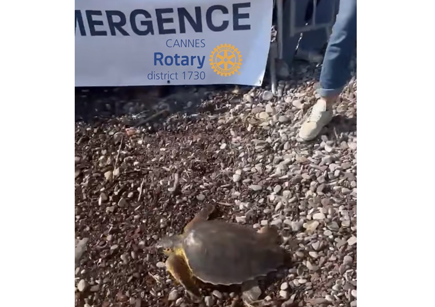 Image UNE TORTUE RETROUVE LA MER