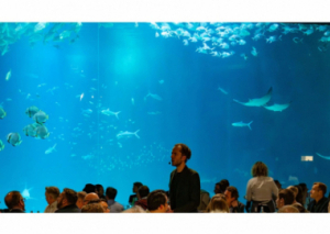 Image SAUVER LE CORAIL