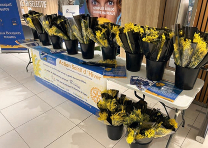 Image DES MIMOSAS POUR LYLOU