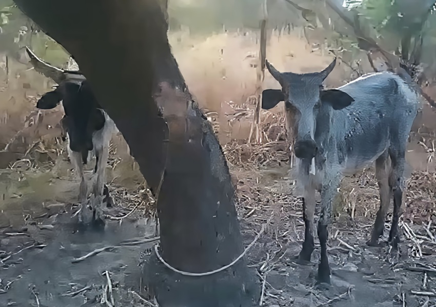 Image DES BŒUFS POUR UNE FERME DU TCHAD