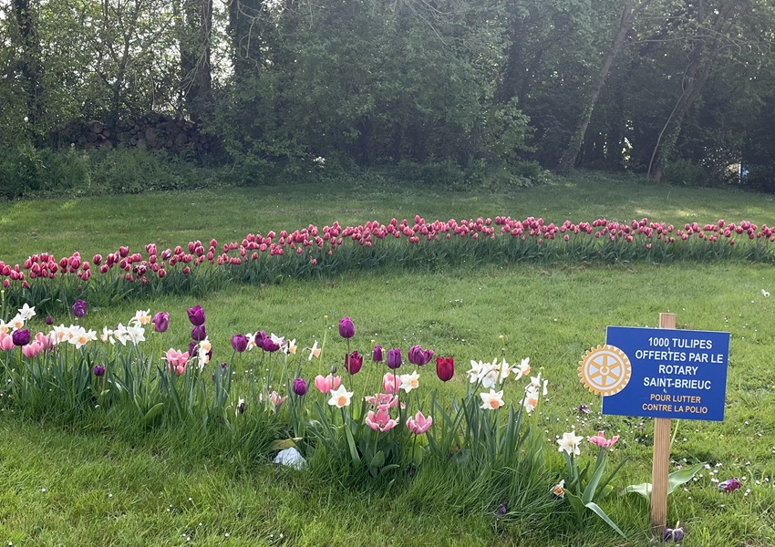 Image DES TULIPES RAYONNENT SUR DES RONDS-POINTS