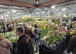 Image DES ORCHIDÉES POUR AIDER LES MALADES