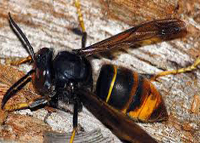 Image Bee Rotary: sauver les abeilles