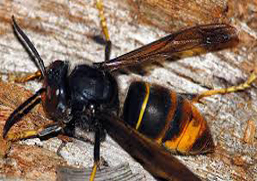 Image Bee Rotary: sauver les abeilles