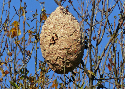 Image AU SECOURS DES ABEILLES