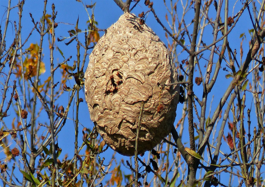 Image AU SECOURS DES ABEILLES